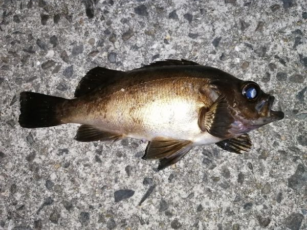 久しぶりの虫ジグ