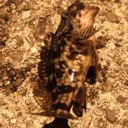 ガシラ、メバル、カニ！