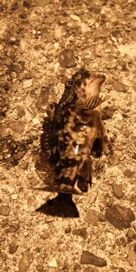 ガシラ、メバル、カニ！