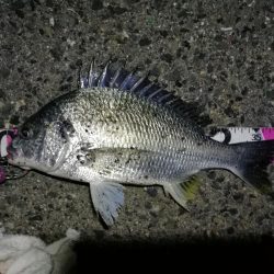 南港へち釣行 (2020/04/12 南港ヘチ釣り キビレチヌ(39cm)クロソイ 釣果有り)