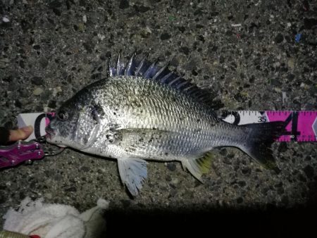 南港へち釣行 （2020/04/12 南港…