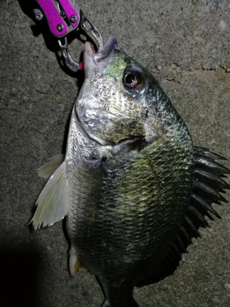 南港へち釣行 （2020/04/18 南港…