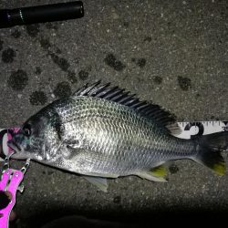 南港へち釣行 (2020/04/19 南港ヘチ釣り キビレチヌ(37cm)ガシラ 釣果有り)