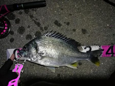 南港へち釣行 （2020/04/19 南港…