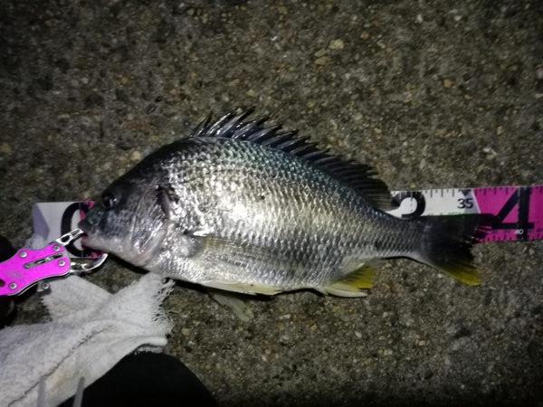 南港へち釣行 （2020/04/25 南港…