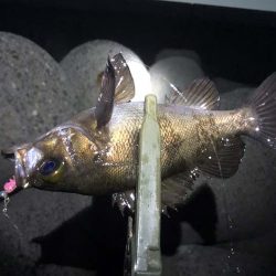 月は綺麗でしたが・・