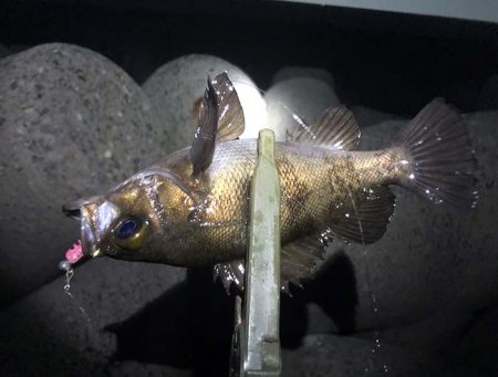 月は綺麗でしたが・・