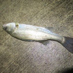 令和２年初投稿は地元シーバス！