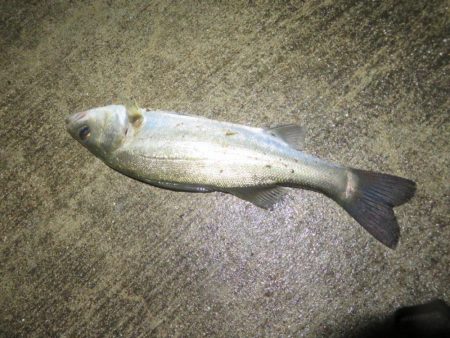 令和２年初投稿は地元シーバス！