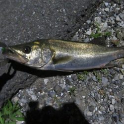 令和2年湾奧シーバス第二弾