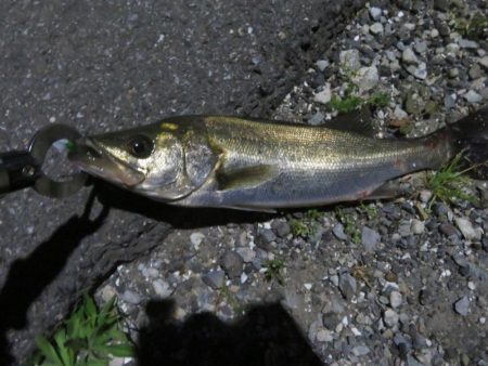 令和2年湾奧シーバス第二弾