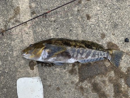 アイナメ47㎝！ビール瓶登場