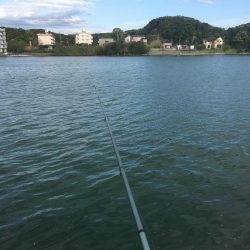 コサバ少々、ヒイラギ少々