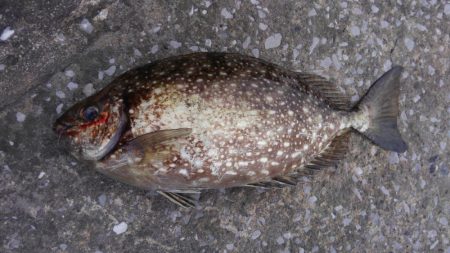 強風　こりゃダメだ❗