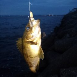 久しぶりのライトゲーム