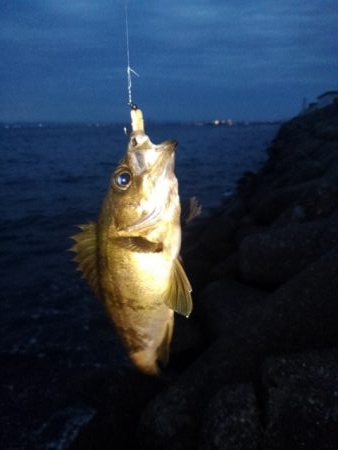 久しぶりのライトゲーム