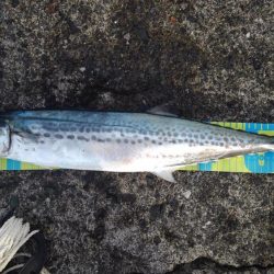 久しぶりのまともな釣果♪