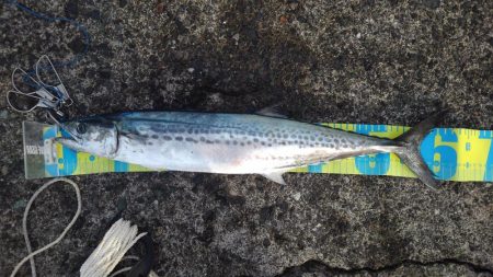 久しぶりのまともな釣果♪