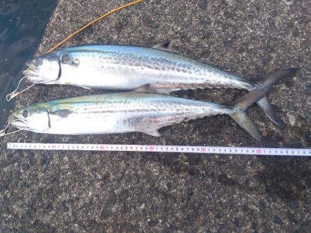 ライトショアジギング