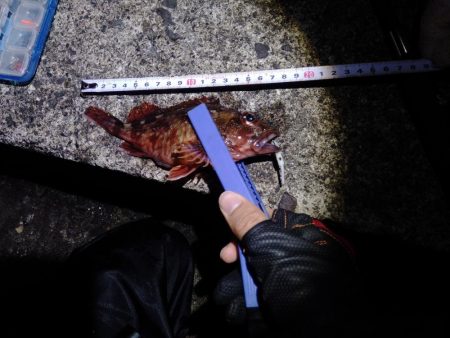 Amazonの集魚ライトで