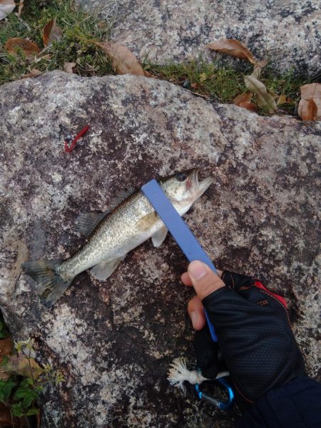 春のけはいが、、