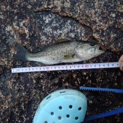 初心者自己新記録