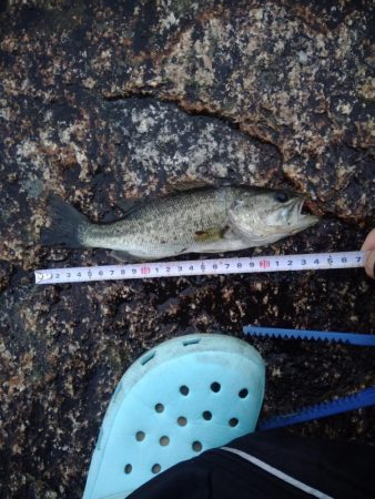 初心者自己新記録