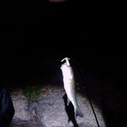 こばすしかつれん!