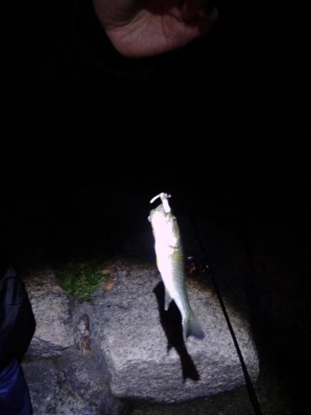 こばすしかつれん！