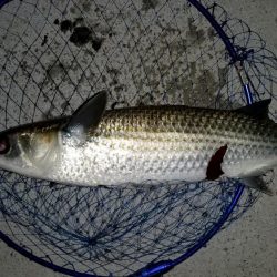 ライトゲームタックルの悲鳴