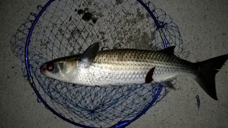 ライトゲームタックルの悲鳴