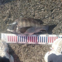 かご釣りでチヌ！&チャリコ