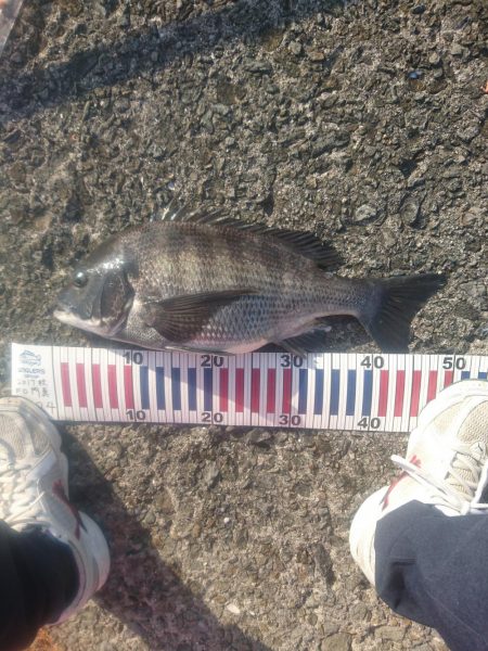 かご釣りでチヌ！&チャリコ