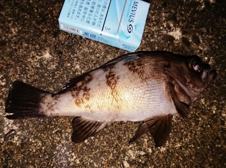 久しぶりのメバル