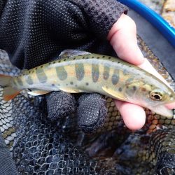 揖保川渓流釣り