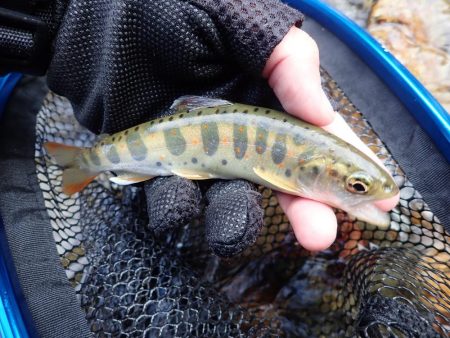 揖保川渓流釣り