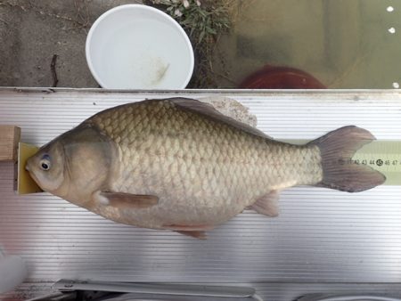 ハタキ前の尺半