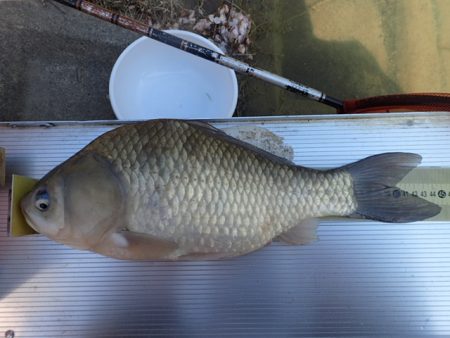 尺半まであと1mm