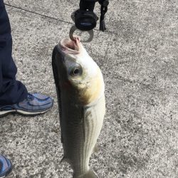 ハネ狙いでボラ