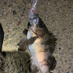 メバル狙いのちアジ