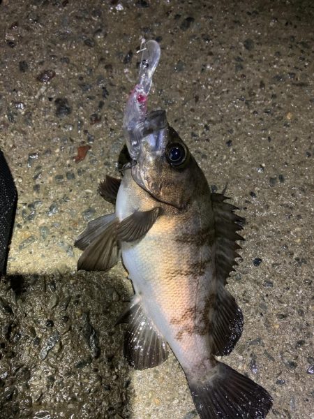 メバル狙いのちアジ