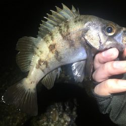 久しぶりの快勝！！