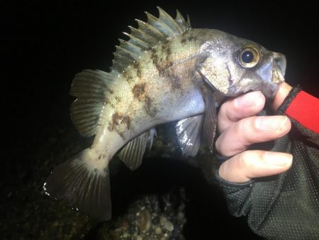 久しぶりの快勝！！