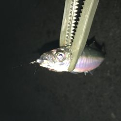 夜な夜なアジング