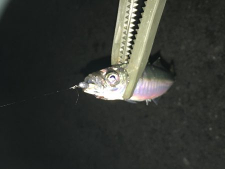 夜な夜なアジング