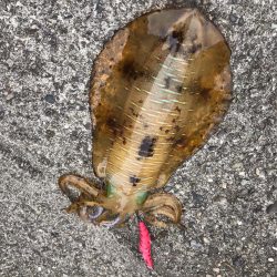 和歌山中紀エギングで春イカやっと釣れた