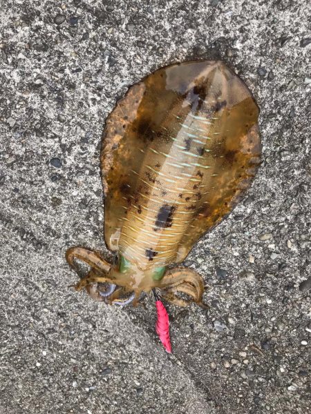 和歌山中紀エギングで春イカやっと釣れた