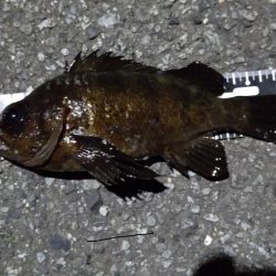 今日は活性が低かった気がする