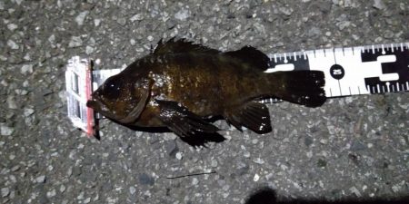 今日は活性が低かった気がする