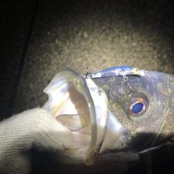 メバリングロッドで55センチのシーバス